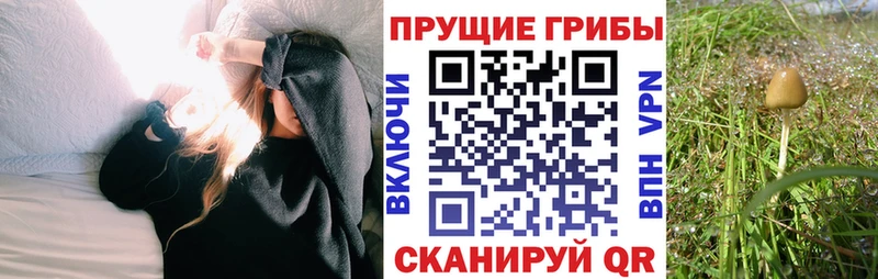 где можно купить наркотик  Прокопьевск  Галлюциногенные грибы Psilocybine cubensis 